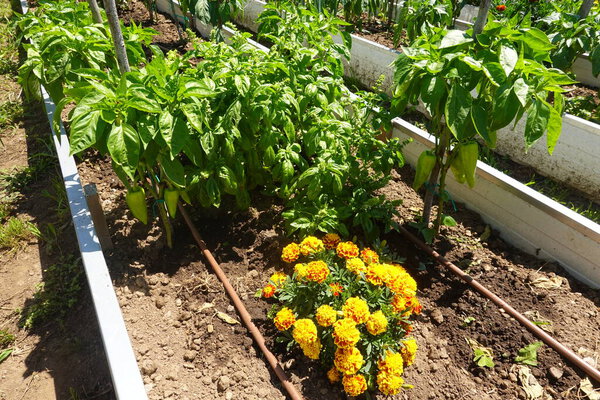 Raised garden bed implementing companion planting with bell peppers, basil, marigolds, and efficient drip irrigation for healthy growth
