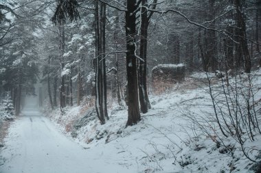 Eski bir askeri sığınağı olan bir sınır ormanının karanlık atmosferi. Orlicke hory, Czechia.