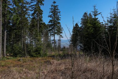 Ormandaki açıklık ve arka plandaki dağlar. Orlicke hory, Czechia.