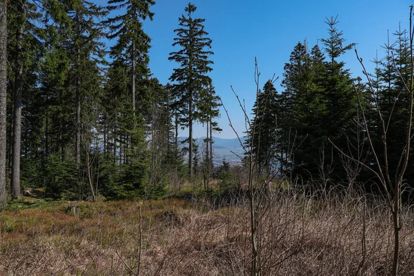 Limpiando Bosque Las Montañas Fondo Orlicke Hory Chequia —  Fotos de Stock