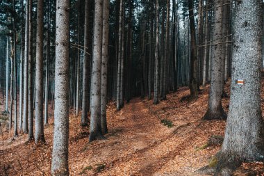 Ağaçlı bahar ormanı, düşen yapraklar ve turistik yollar. Çek Cumhuriyeti.