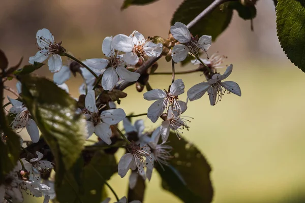 Detail Cherry Branch Blossom Leaves Hronov Czechia — Stock Photo, Image