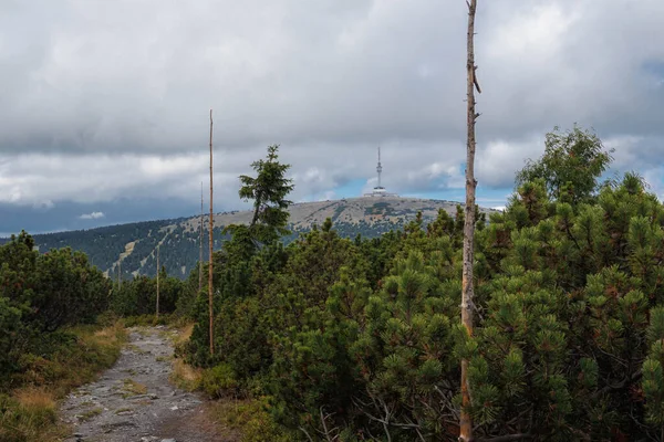 Camino Piedra Con Arbusto Las Montañas Checas Jeseniky —  Fotos de Stock