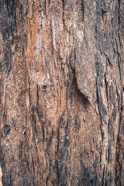 松树树皮的质地 — 图库照片