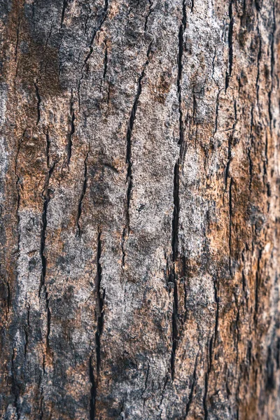 Textur Aus Altem Holz — Stockfoto