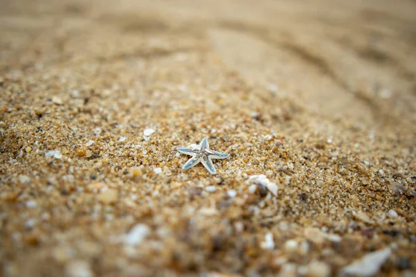 Sahilde Denizyıldızı — Stok fotoğraf