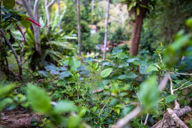 Ağaçları ve bitkileri olan yeşil orman