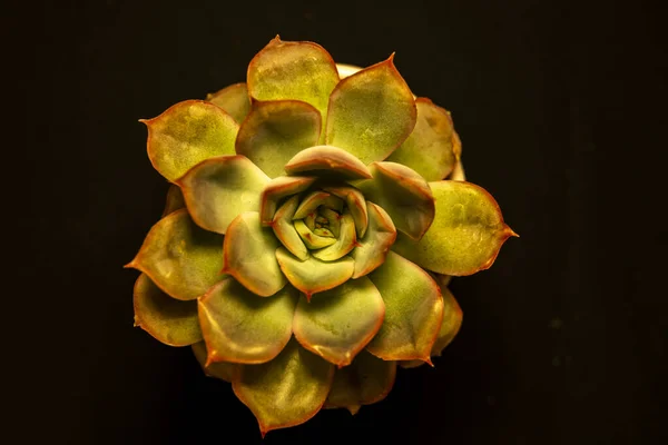 stock image A close up and overhead view of succulent plant in different light conditions