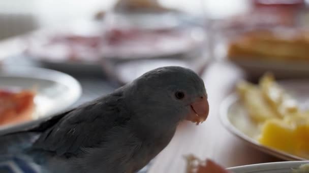 Mavi Forpus Papağanı Küçük Bir Papağan Türü Masada Insanların Yemeklerini — Stok video
