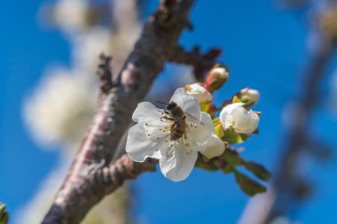 İlkbaharın gelişini müjdeleyen çiçekler ve gökyüzü ile seçici bir odak
