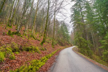 Yağmurlu ve sisli bir günde Bohinj Gölü 'nün etrafında çekilen çeşitli fotoğraflar