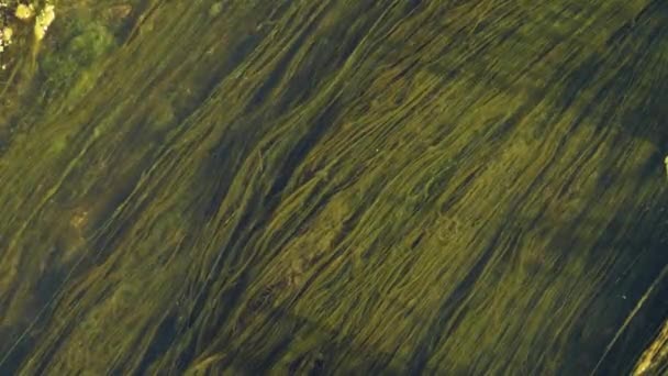 Bewegte Grüne Muster Und Texturen Die Durch Algen Fließenden Wasser — Stockvideo