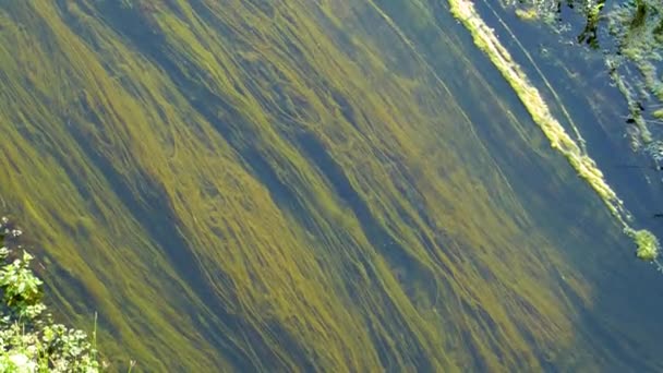 Patrones Texturas Verdes Móviles Creados Por Las Algas Agua Corriente — Vídeos de Stock