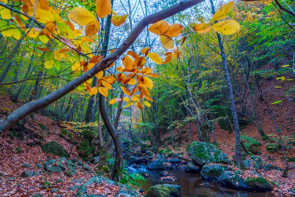 秋天的色彩在自然界和山中留下了五彩缤纷的树木 — 图库照片