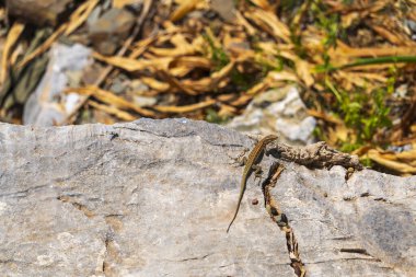 Bir kertenkeleye yaklaş.