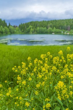 Artvin savsat kara göl ve doğal manzara dağları bulutlar ve ağaçlar