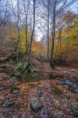 Sonbahar renkleriyle ve şelalenin yapraklarının değiştiği görkemli manzaralar.