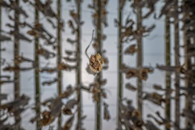 Norveç 'in karla kaplı coğrafi coğrafyasında kışın gün batımı renkli bulutlarla balıklar kuruyor.