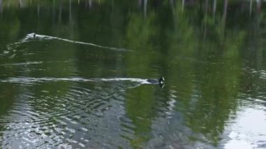 İtalyan alpleri dolomitler ulusal park gölü dağ yürüyüşü zirveleri tre cime brais lake carezza gölü yansıma bulutları