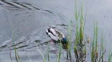 İtalyan alpleri dolomitler ulusal park gölü dağ yürüyüşü zirveleri tre cime brais lake carezza gölü yansıma bulutları