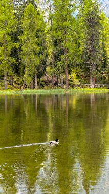 İtalyan alpleri dolomitler ulusal park gölü dağ yürüyüşü zirveleri tre cime brais lake carezza gölü yansıma bulutları