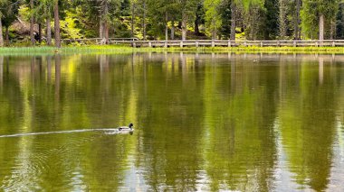İtalyan alpleri dolomitler ulusal park gölü dağ yürüyüşü zirveleri tre cime brais lake carezza gölü yansıma bulutları