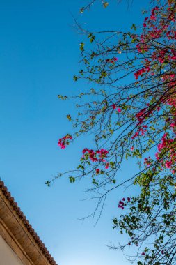 Eski Yunan başkenti Nafplion caddeleri kiliselerden ve renkli evlerden alışveriş yapar.