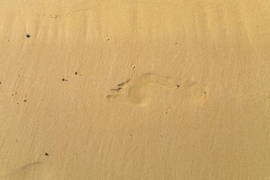 Gün batımında çiçekler arka plan bulanık arkaplan açık