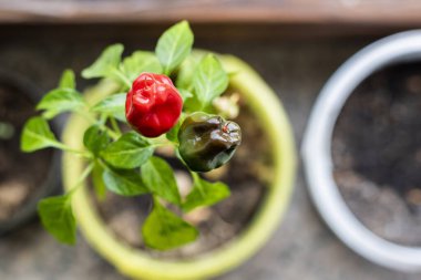 Kırmızı ve yeşil biberlerin yukarıdan görünüşü 