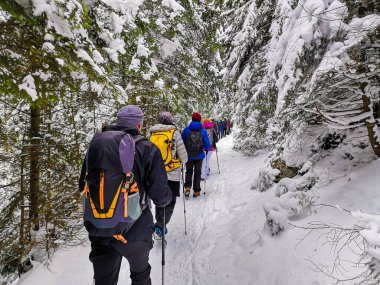 Bir grup dağcı, kozalaklı bir ormanla çevrili karlı bir patika boyunca yürüyor.