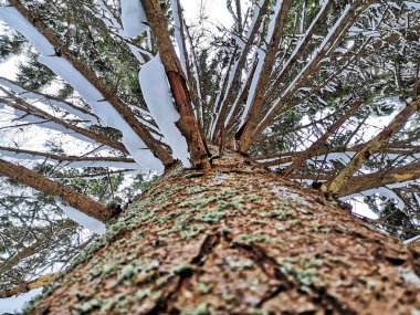Karla kaplı dalları olan çam ağacının alt manzarası