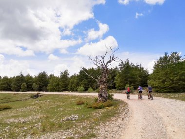 Üç mtb bisikletçisi güzel bir gökyüzü olan kuru bir ağacın önünde çakılların üzerinde gezerler.