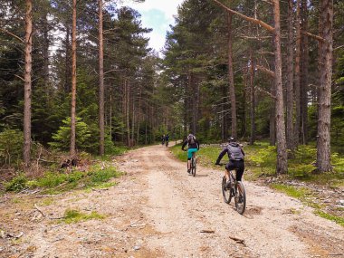 Dört mtb bisikletçisi kozalaklı bir ormanda çakıl taşları üzerinde seyahat ediyor.