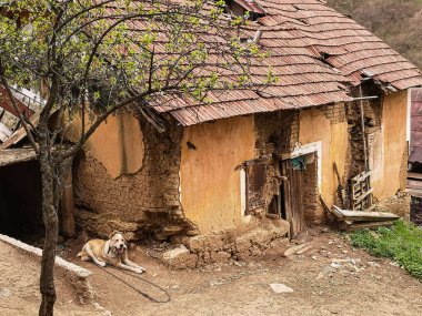 Zincirlenmiş bir köpek harap olmuş eski bir evin yanında yatıyor.