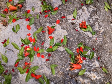 Düşmüş kırmızı çiçekler ve yeşil yapraklar kaldırım taşlarında