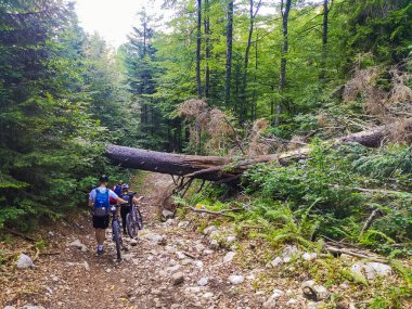Ormanda devrilmiş bir ağacın altında yürüyen bir bisikletçi.