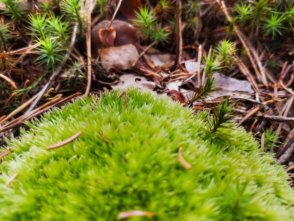Macro Photo Green Moss Brown Leafes — Stock Photo, Image