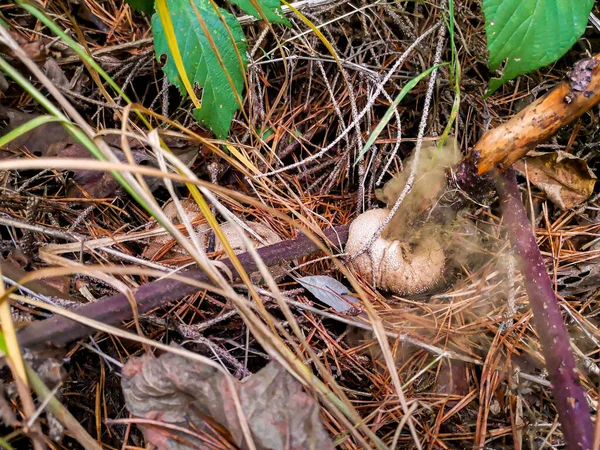 Olgun Bir Tütsülenmiş Mantarı Ormanda Bir Sopayla Kırmak — Stok fotoğraf