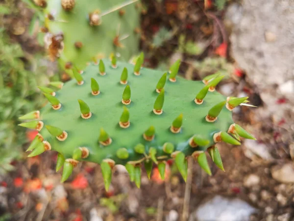 Groene Cactus Blad Met Stekels — Stockfoto