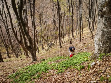 Bir adam ormanda yabani sarımsak, Ramson ve Allium ursinum topluyor.