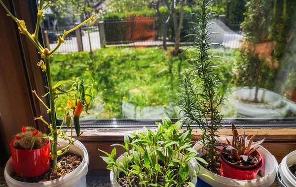 小さなサボテン ペパロニ 新しく発芽したペパロニ ローズマリー アロエベラ 緑のフィールドビューで窓の後ろ — ストック写真