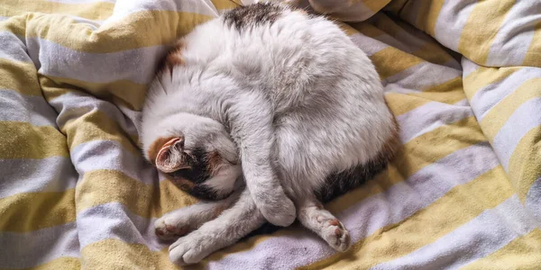 Curled Tricolor Cat Sleeps — Stock Photo, Image