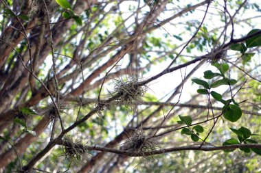 Küçük ağaç dallarında top yosunları