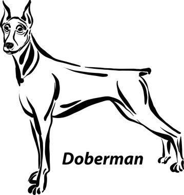Siyah ve beyaz köpekler. Doberman tasarım çizgisi sanatı üretiyor. En popüler fırça darbesi serbest çizim çizimi.