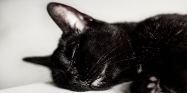 Yerde gözleri olan sevimli bir kedinin siyah beyaz portresi.