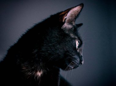 Siyah bir kedinin portresi