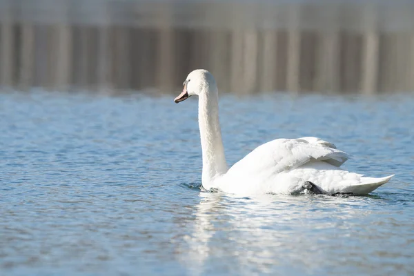 Swan. bird on the water. white swan swims in a lake. big beautiful swan floats on the river on a beautiful autumn, sunny day. spring on the lake