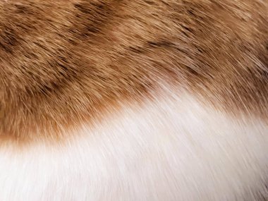 Kırmızı kedi, yumuşak, temiz kürkü kapat, kırmızı ve beyaz