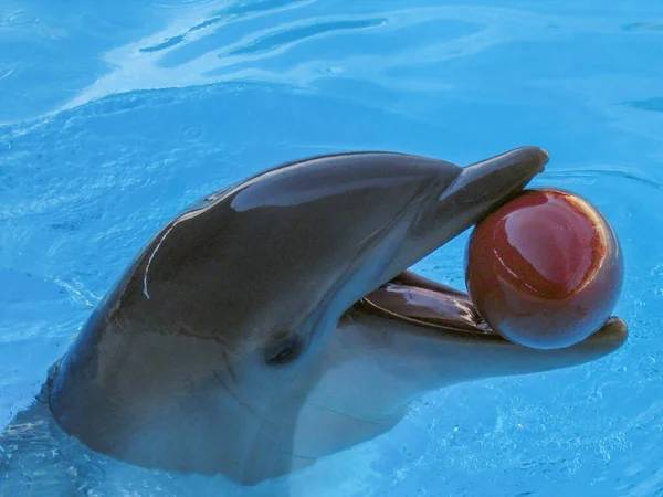 A dolphin swims and plays with a ball in the pool.
