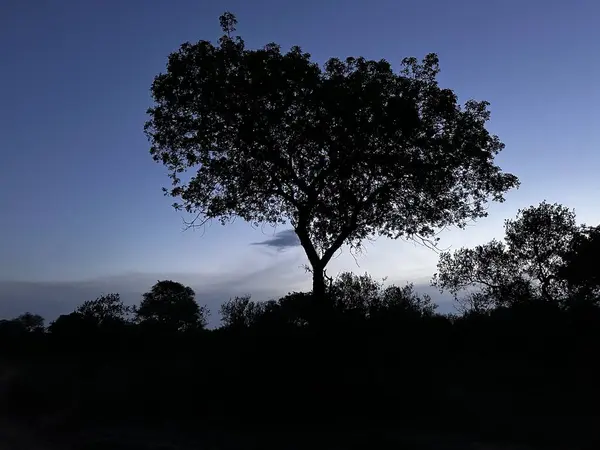 Stock image silhouette of tree with leaves and sun on background.  